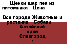 Щенки шар-пея из питомника › Цена ­ 15 000 - Все города Животные и растения » Собаки   . Алтайский край,Славгород г.